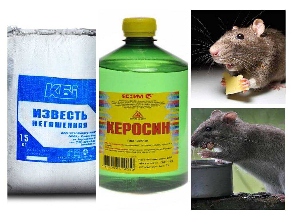 В вашем частном доме появились мыши и они угрожают благополучию вашей семьи Тогда читайте нашу статью, в которой вы узнаете как избавиться от мышей в частном доме навсегда при помощи народных средств