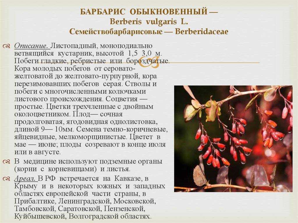 Барбарис в медицине, косметологии и кулинарии