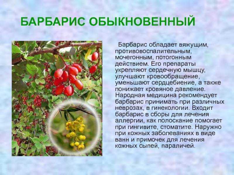 Как заготовить барбарис
