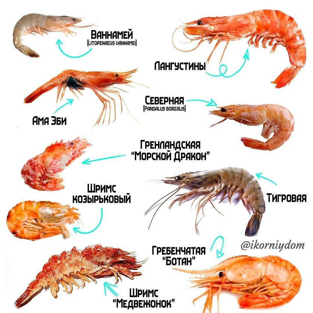 Еще недавно лангустины были неизвестным и недоступным для большинства россиян продуктом Сегодня этот изысканный деликатес пользуется популярностью среди ценителей морепродуктов