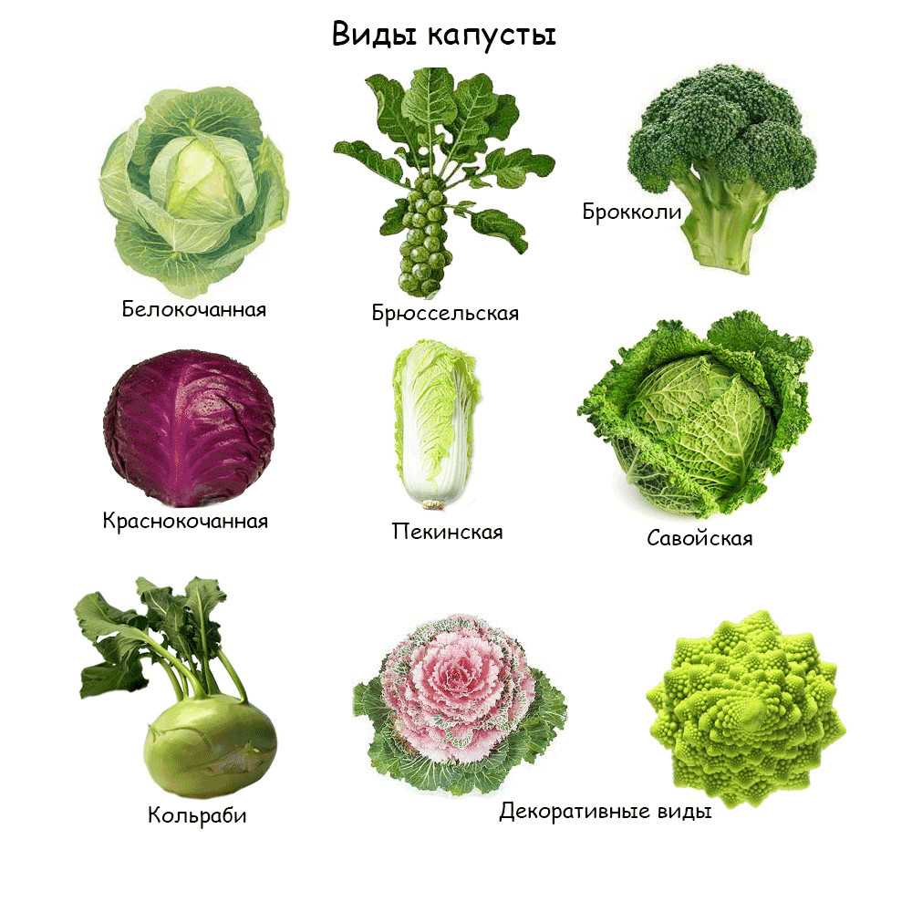 Брюссельская капуста на зиму. брюссельская капуста с острым перцем в хлебном соусе