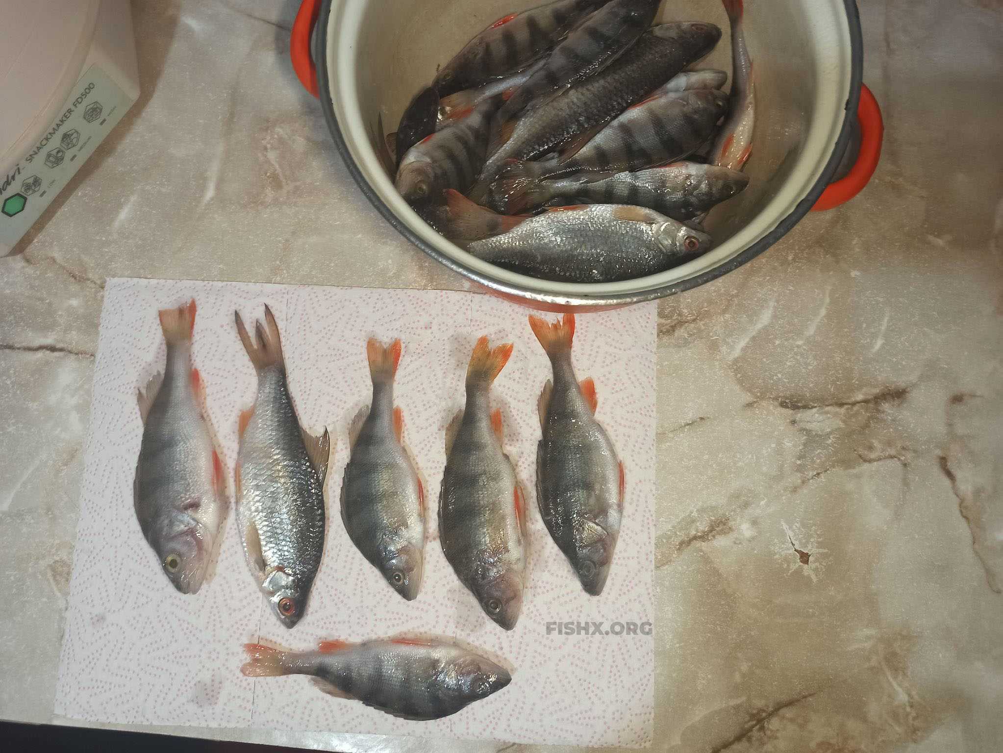 Сколько солить окуня перед сушкой