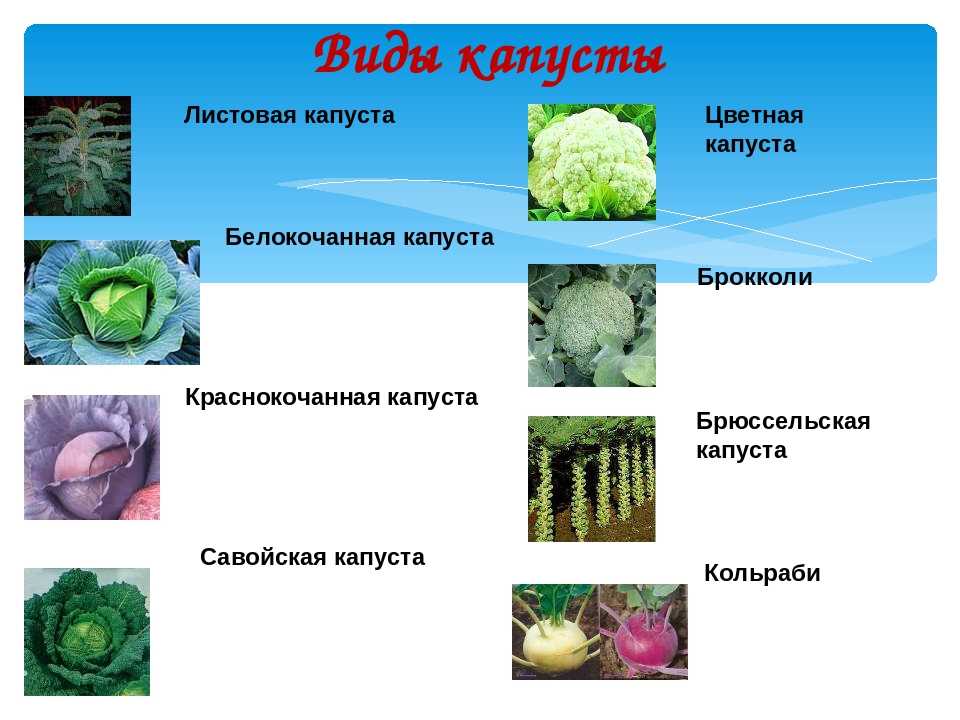 Салаты с копченой колбасой — топ-9 самых вкусных и простых рецептов: с фасолью, свежим огурцом, сухариками, корейской морковкой, пекинской капустой — тортомарафон