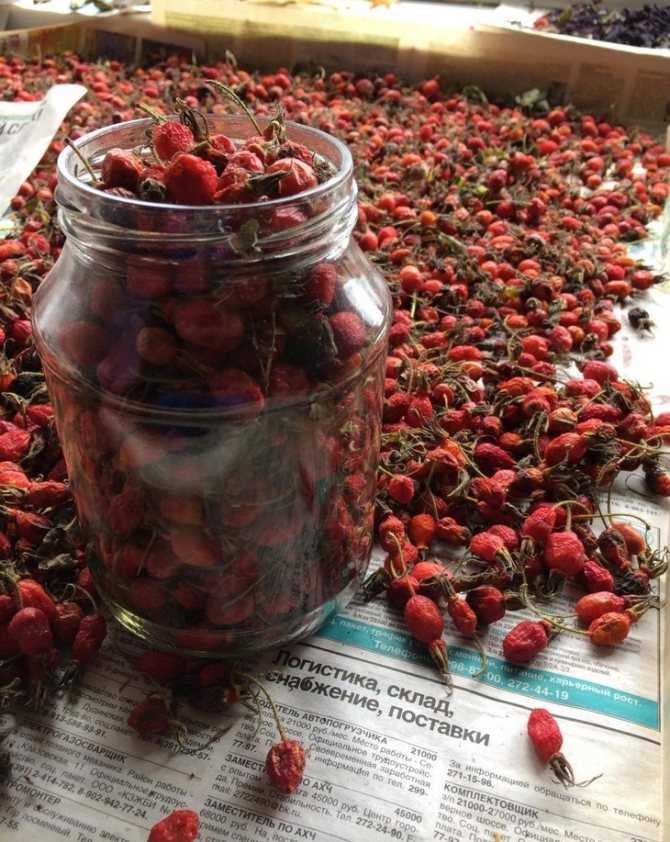 Сколько и как можно хранить калину в домашних условиях? как хранить калину на зиму, с сахаром и без, с медом, рецепты заготовок