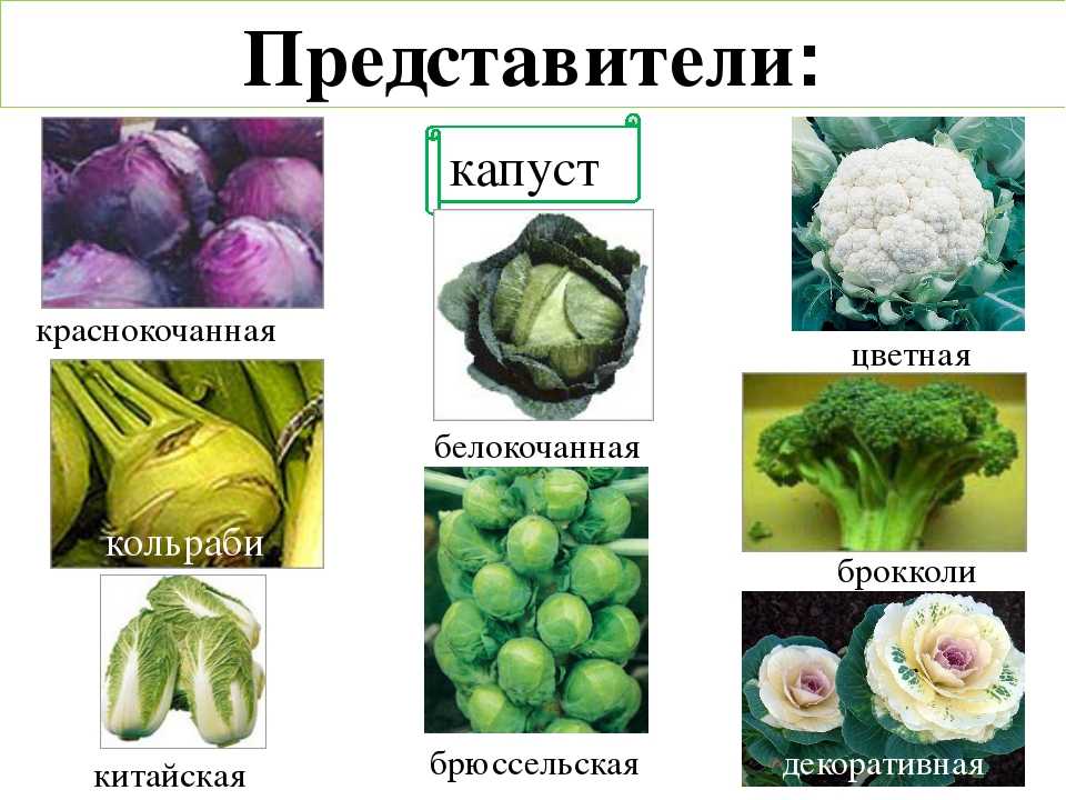 Салаты со свежей капустой – 5 вкусных капустных салатов