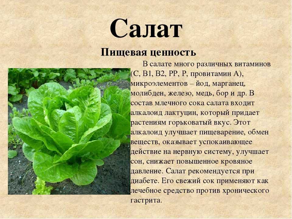 Салат латук: польза, вред и калорийность, особенности выращивания