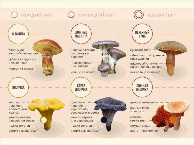 Грибы маслята (35 фото): где растут, как выглядят, описание похожих ложных, где собирать, польза и вред, обработка