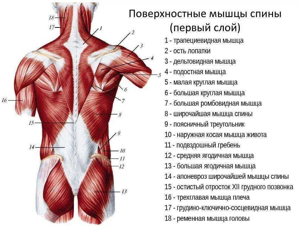 Помогает ли протеин для роста мышц на самом деле?