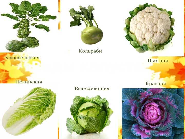 Салат с капустой и колбасой — 8 очень вкусных рецептов