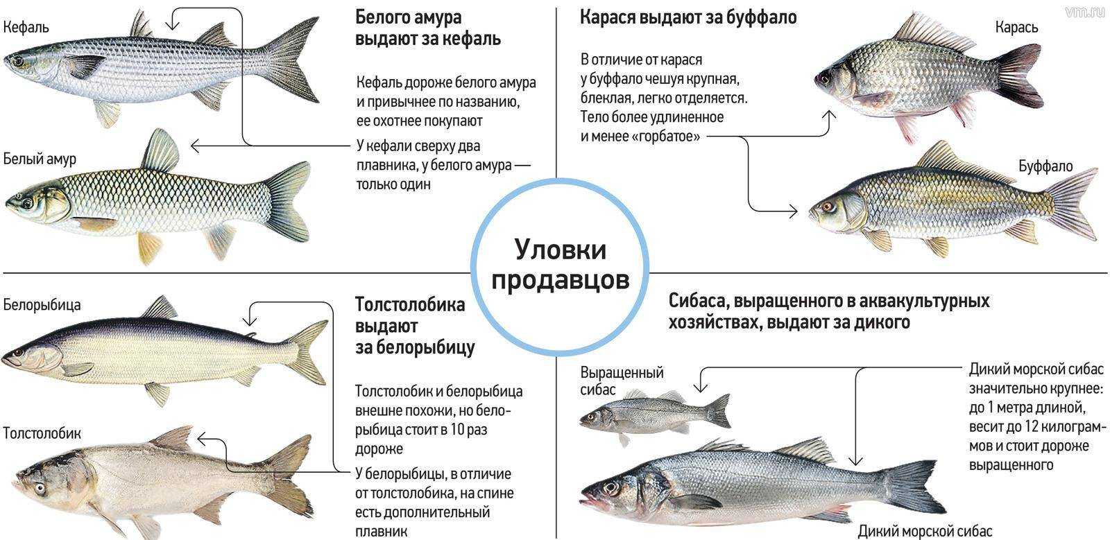 Как коптить корюшку горячего, холодного копчения - новости сегодня