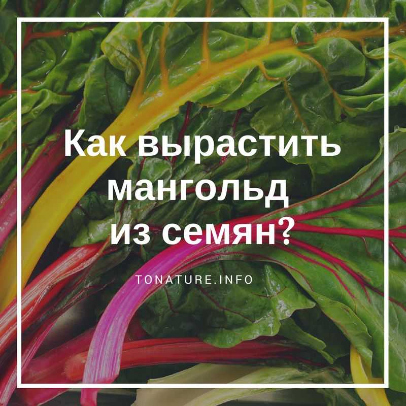 Салат радуга рецепты с фото простые и красивые. 10 рецептов + 1 видео | народные знания от кравченко анатолия