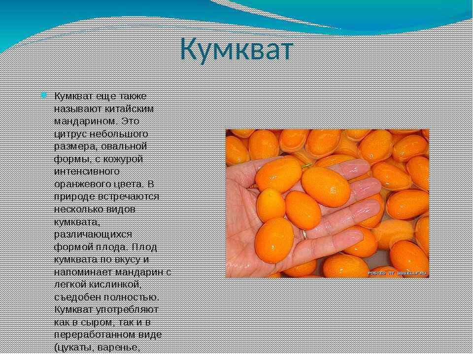 Кумкват - что это, полезные свойства, польза и противопоказания