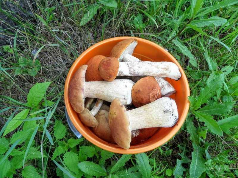 Как и сколько варить подберезовики
