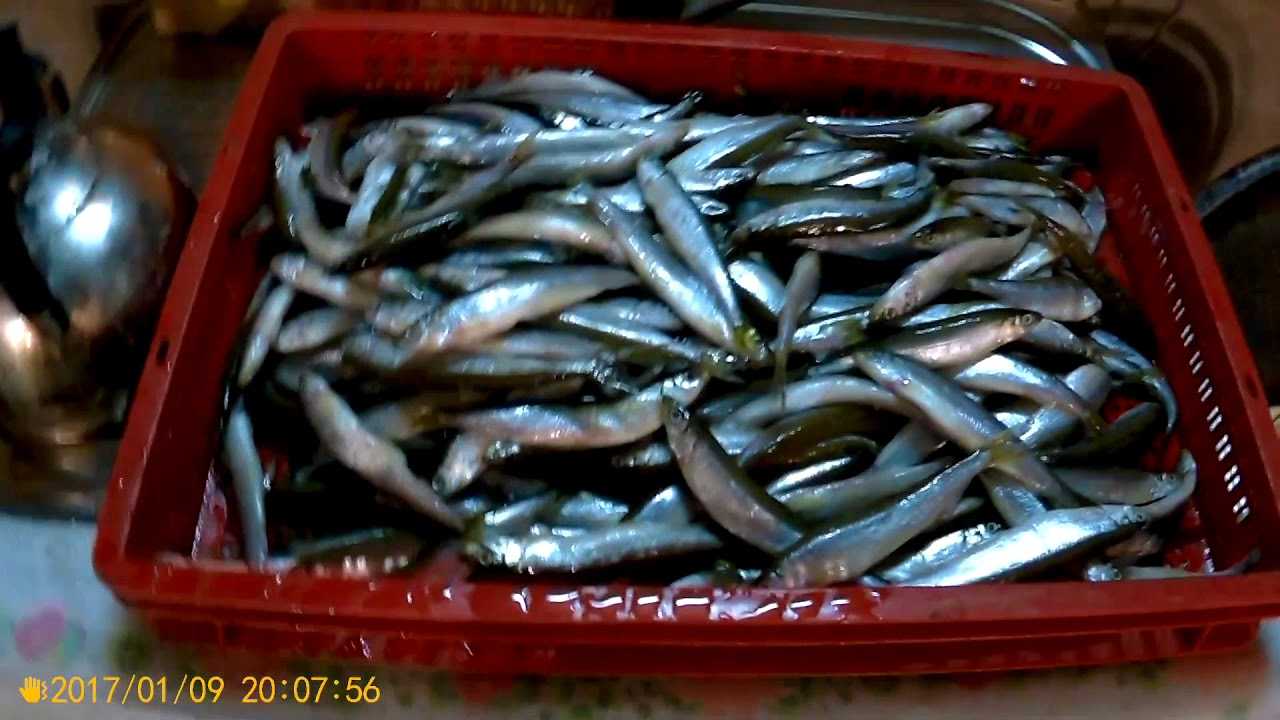Вялим корюшку в домашних условиях