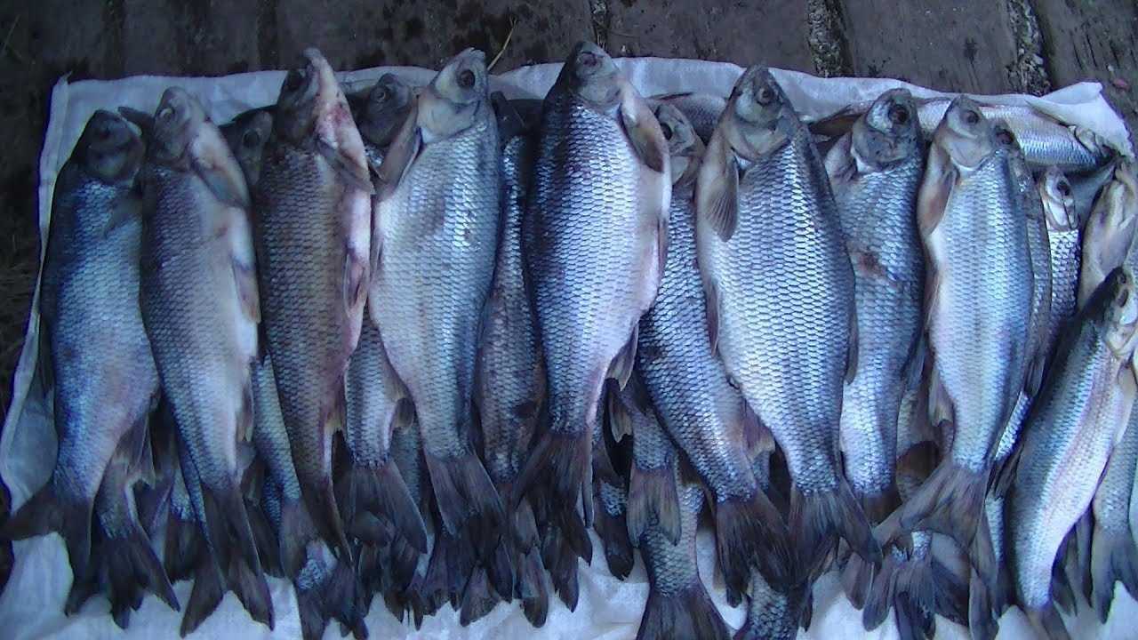 Как приготовить язя без костей, вкусные рецепты блюд в домашних условиях
