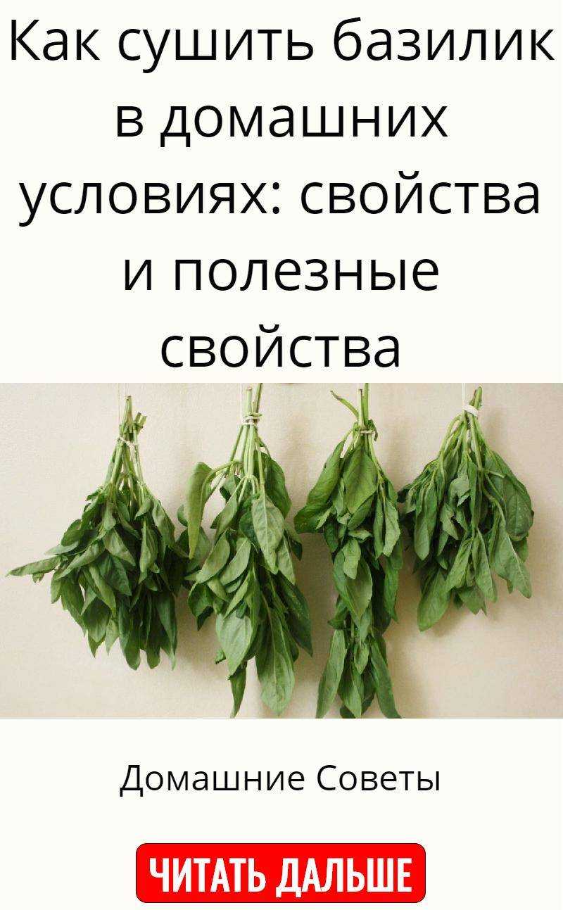 Высушивание базилика по всем правилам