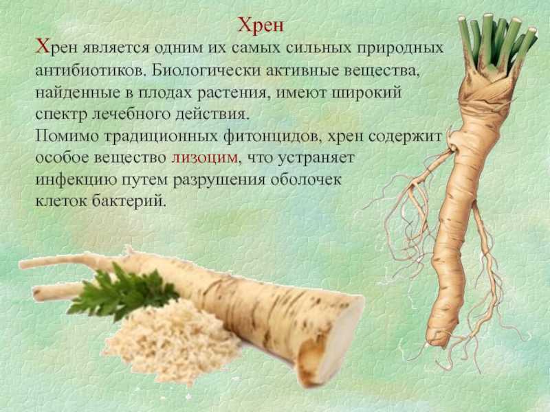 12 способов хранить хрен — проверенные методы и вкусные рецепты