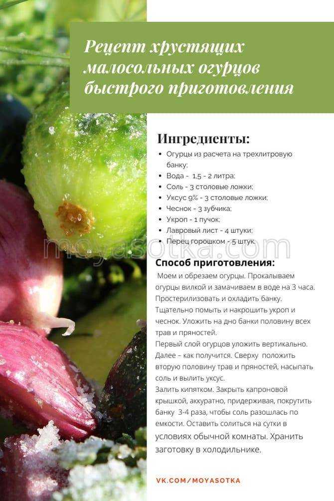 Малосольные огурцы: самый простой и правильный рецепт