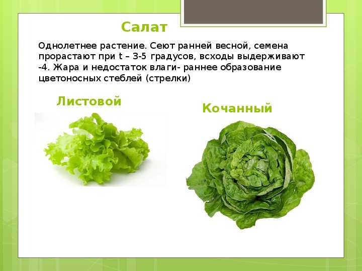 Польза и вред салата латук