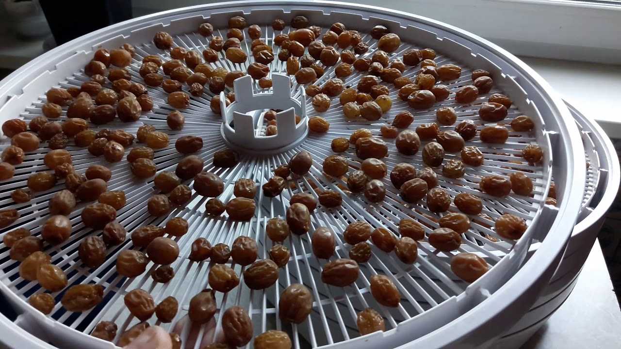 Как сделать изюм из винограда в домашних условиях