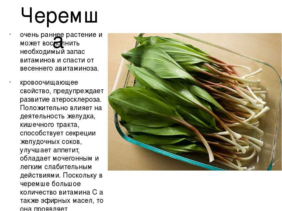 Как засолить черемшу в банке на зиму. вкусно, оригинально и полезно. учимся солить черемшу. хозяйке на заметку