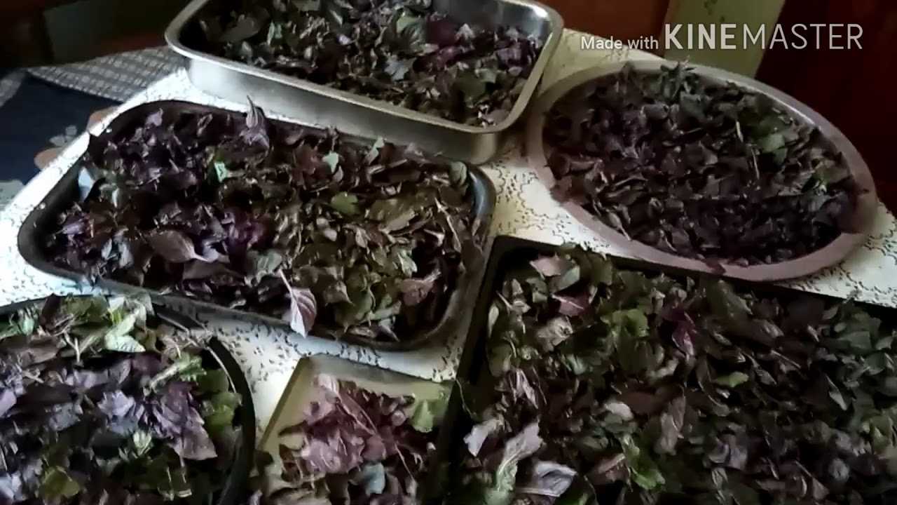 Как сушить базилик в домашних условиях на зиму для чая