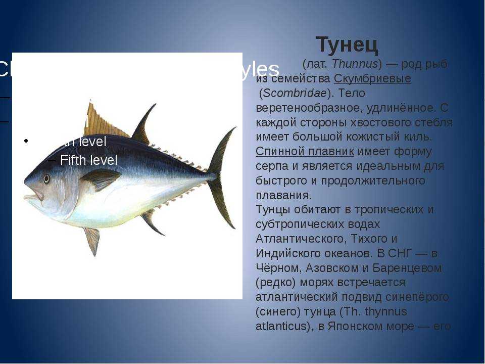 Тунец: сырой и консервированный – польза и вред для здоровья