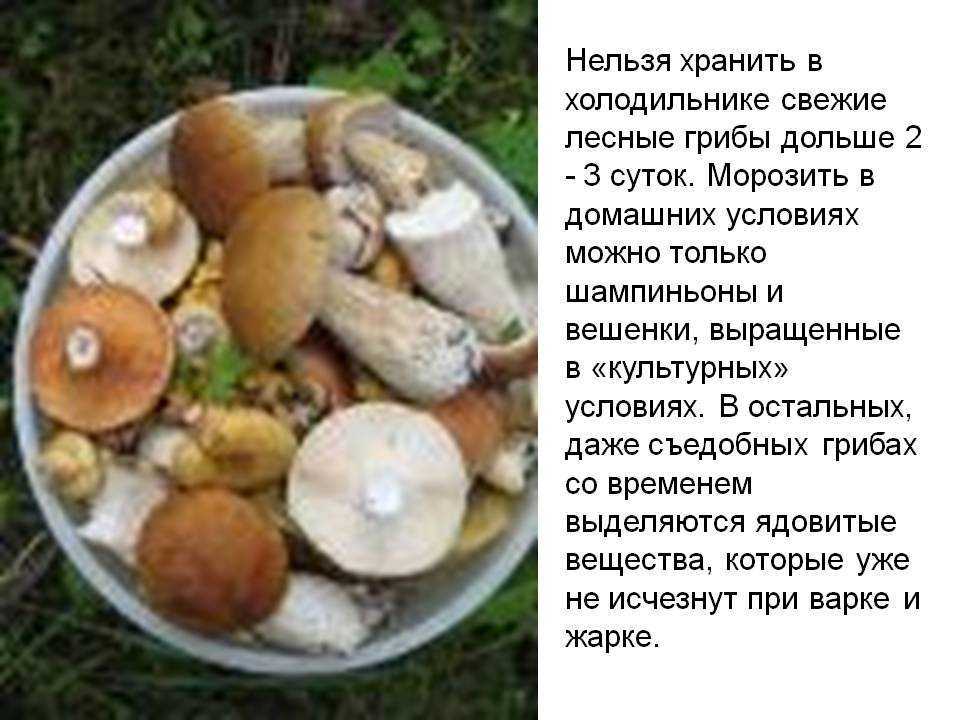 Сколько можно хранить шампиньоны: свежие, жареные, замороженные, консервированные
