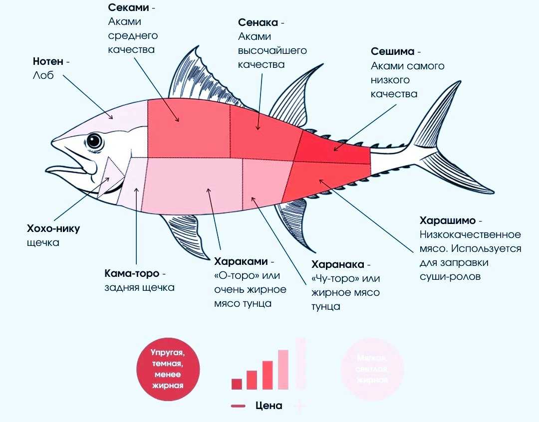 Тунец: польза и вред для организма
