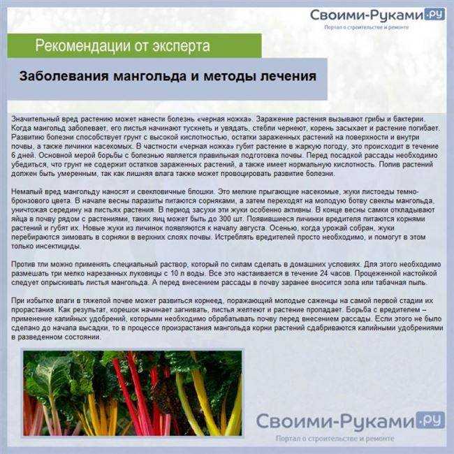 Мангольд - что это такое, польза и вред, как готовить вкусные и полезные блюда