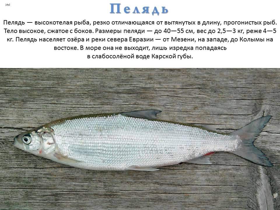 В чём разница между вялением и солением пеляди Способы засаливания, сушки рыбы по классическому рецепту Пищевая ценность продукта, его польза и вред