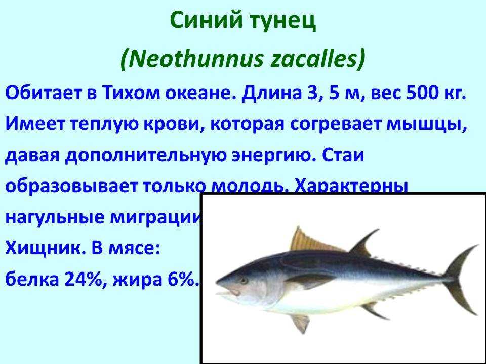 В чем польза рыбы и морепродуктов в питании человека, рецепты