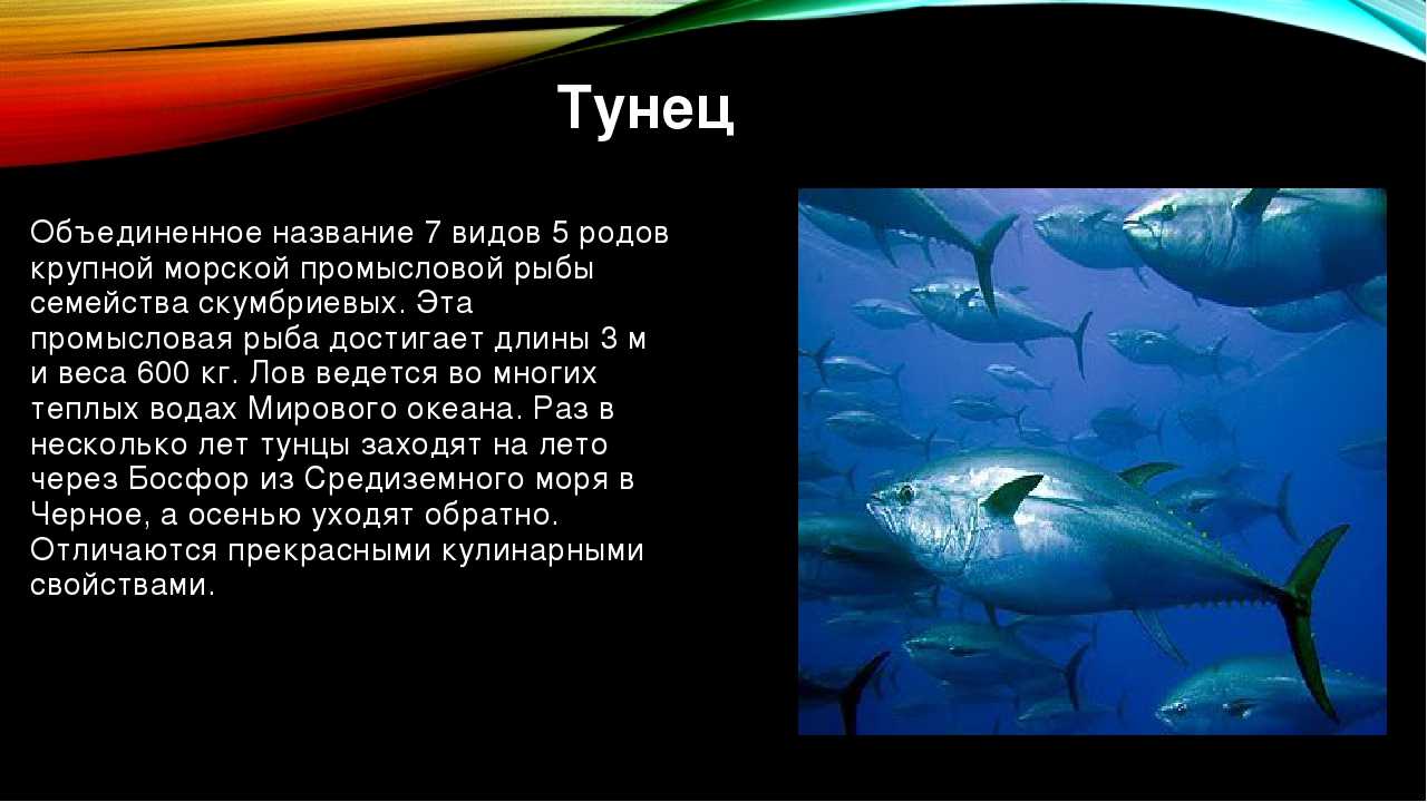 Тунец – состав и польза при похудении, вред и противопоказания