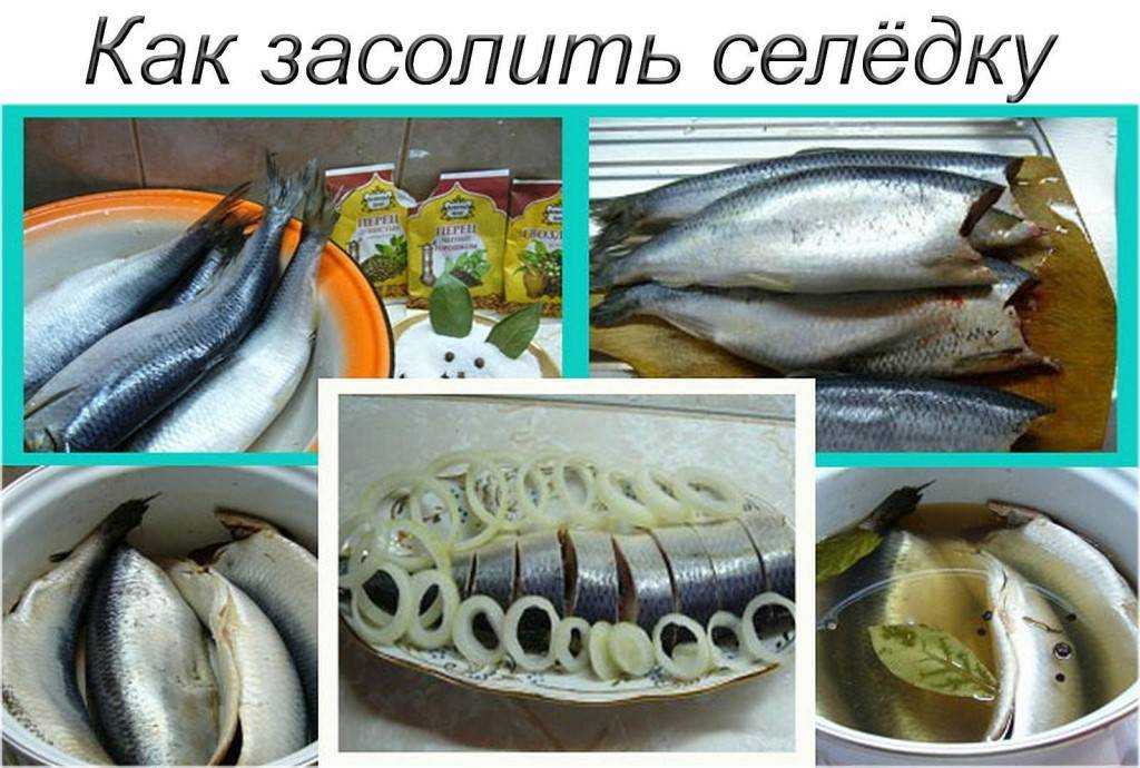 Слабосолёная форель в домашних условиях — 6 очень вкусных быстрых рецептов