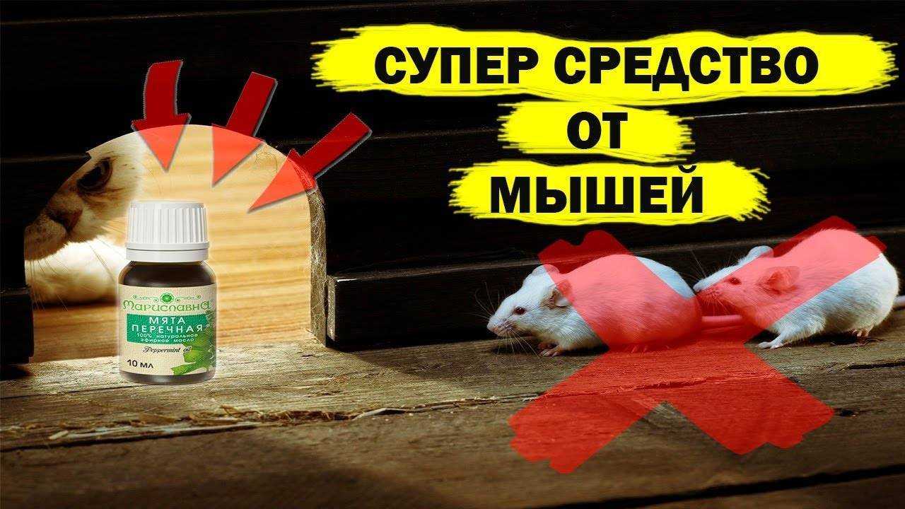 Как избавиться от мышей в частном доме навсегда народными средствами