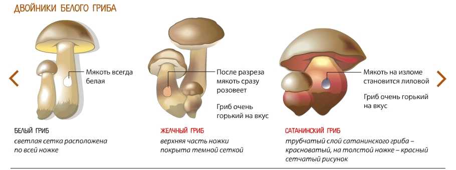 Грибы маслята (40 фото): описание, виды, где растут, ложные маслята