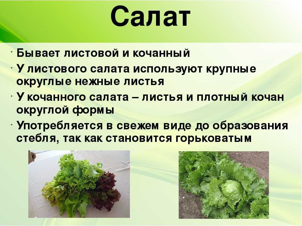 Салат (латук): выращивание из семян в открытом грунте и в домашних условиях