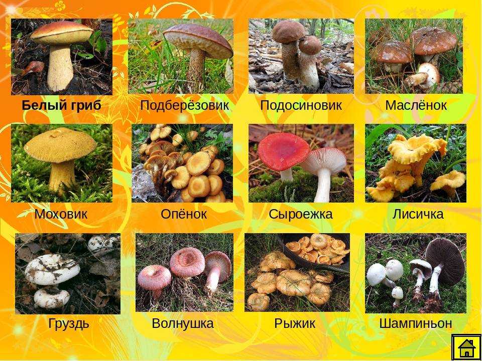 Как сушить грибы в домашних условиях разными способами