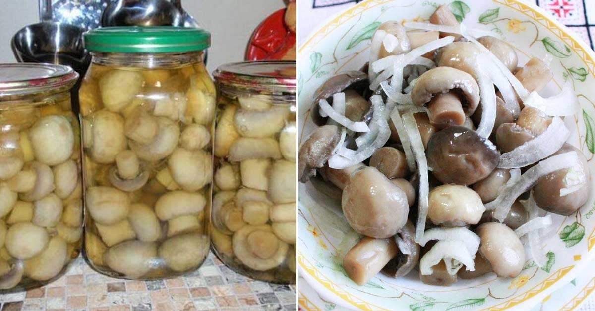 Маринад для грибов - лучшие пошаговые рецепты приготовления в домашних условиях с фото