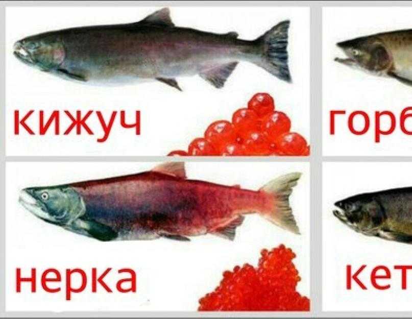 Самая полезная икра какой рыбы самая