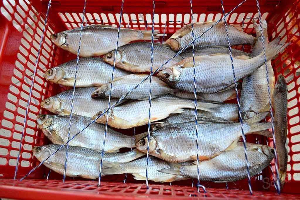 Как засолить рыбу для сушки
