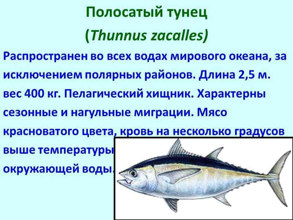 Тунец консервированный: польза и вред, калорийность