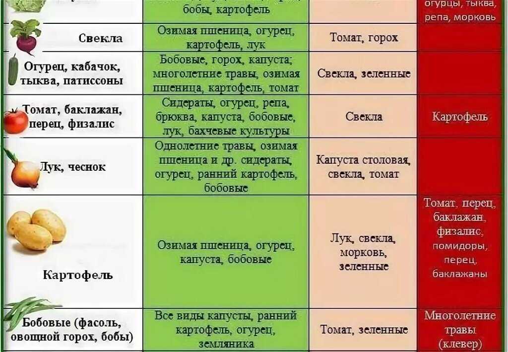 Что посадить после редиса: подходящие культуры