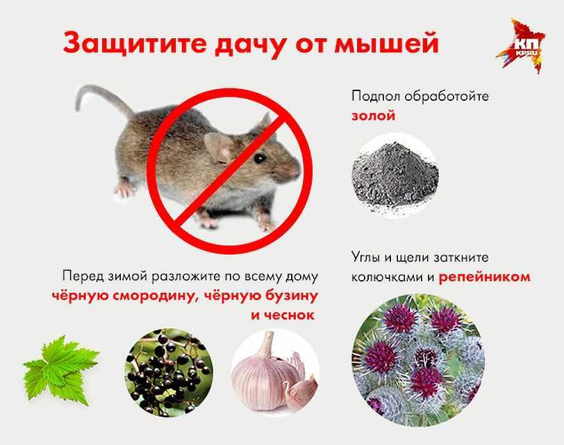 Как избавиться от мышей в частном доме навсегда быстро и эффективно: народные и другие средства