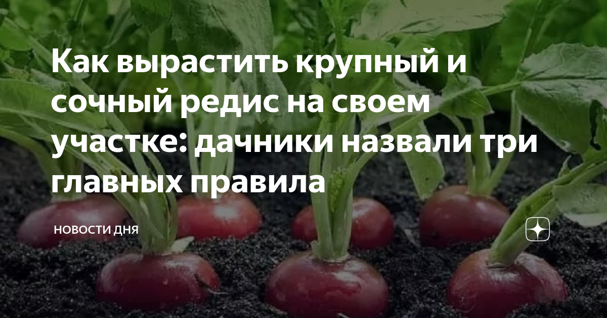 ✅ что сажать после редиса: на следующий год, можно ли сажать чеснок или укроп - tehnoyug.com