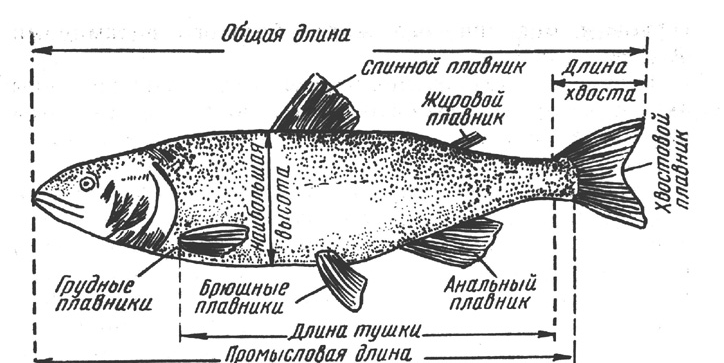 Первичная обработка рыбы: основные способы разделки и подготовки для дальнейшей обработки