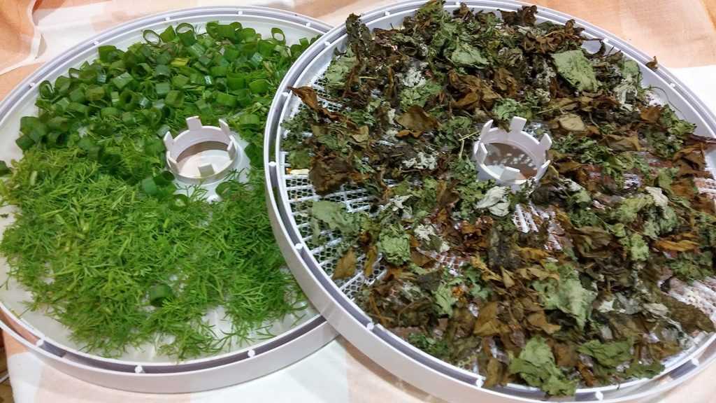 Зелень на зиму с солью - рецепты, как сушить свежую зелень